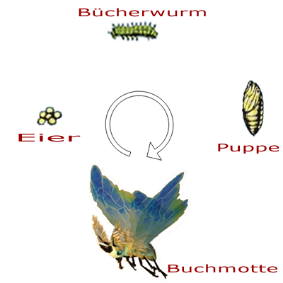 verpuppung