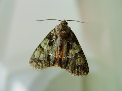 motte2